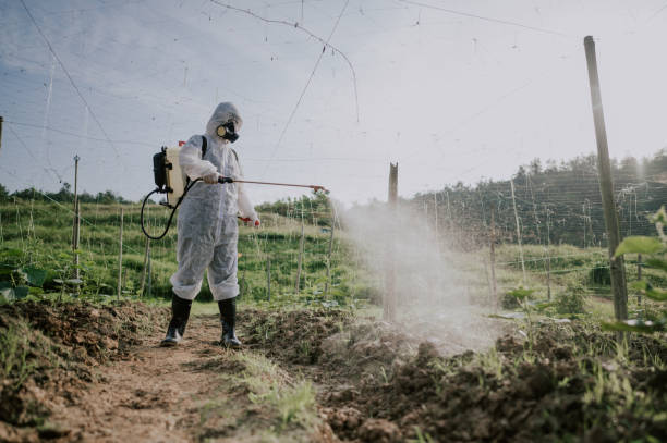 Best Local Pest Control Services  in Port Orchard, WA