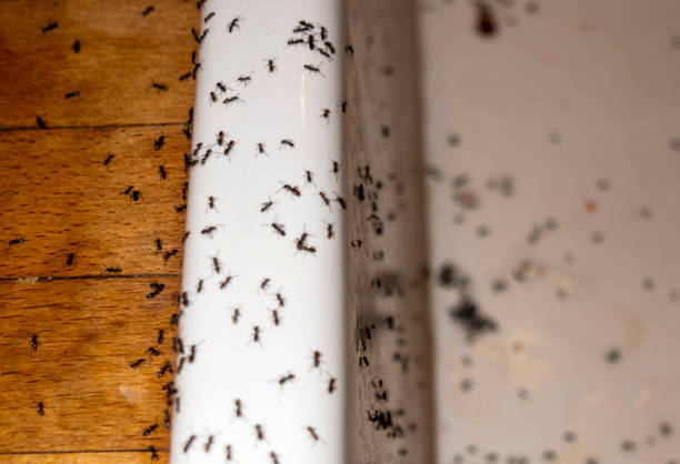 Best Ant Control Services  in Port Orchard, WA