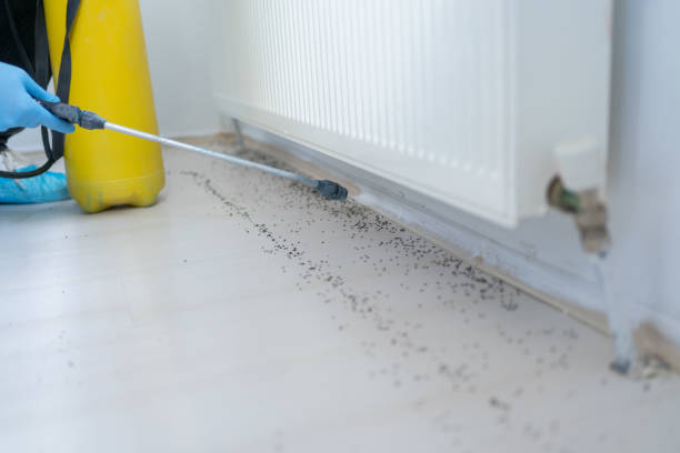 Wasp Removal Services in Port Orchard, WA