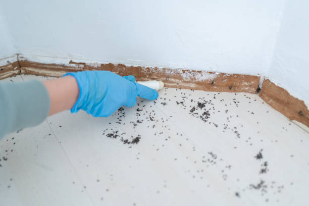 Insect Control in Port Orchard, WA