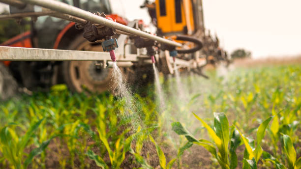 Best Ant Control Services  in Port Orchard, WA
